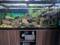 Complete 75gal aquarium 