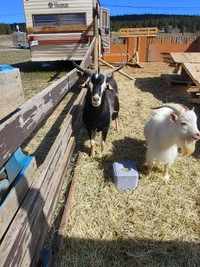 Re home my herd of kiko and pygmy goats
