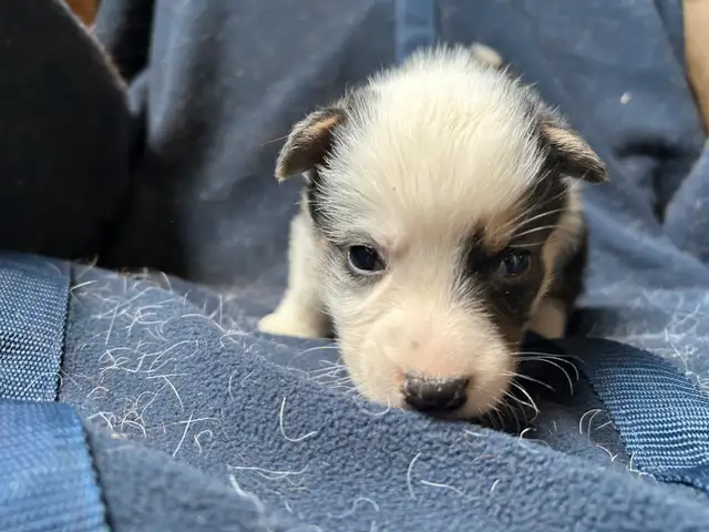 Chiot COWBOY CORGI à adopter in Dogs & Puppies for Rehoming in West Island - Image 4