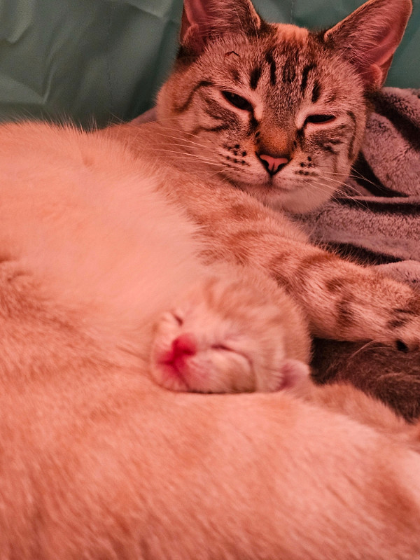 Chocolate Lynx Siamese kittens for sale in Cats & Kittens for Rehoming in Kapuskasing - Image 4