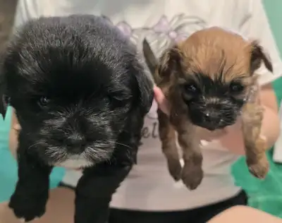 Adorable Lap Warmers, View more