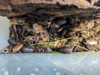 Blaberus discoidalis, Legal Feeder Roaches for sale