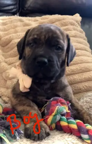 ❤️❤️ MAJESTIC MASTIFF PUP’S! ❤️❤️ in Dogs & Puppies for Rehoming in Edmonton - Image 6