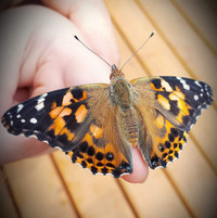 Live butterfly life cycle kits