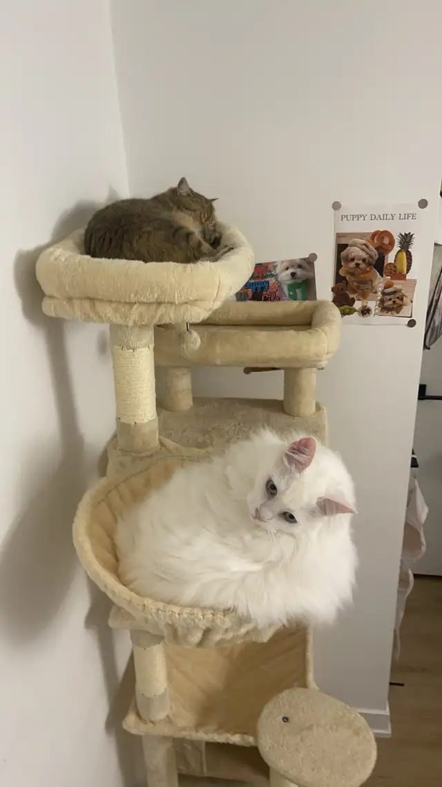 Cat Boarding ：A Loving Home for Your Cat in Animal & Pet Services in City of Toronto - Image 3