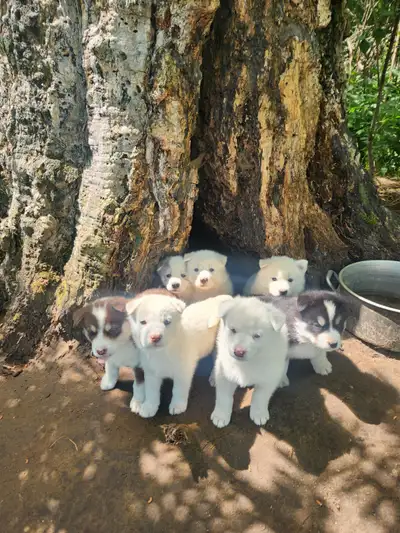 Husky puppies, View more