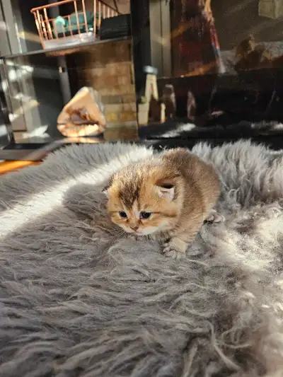 chaton scottish fold et straight pure race , View more