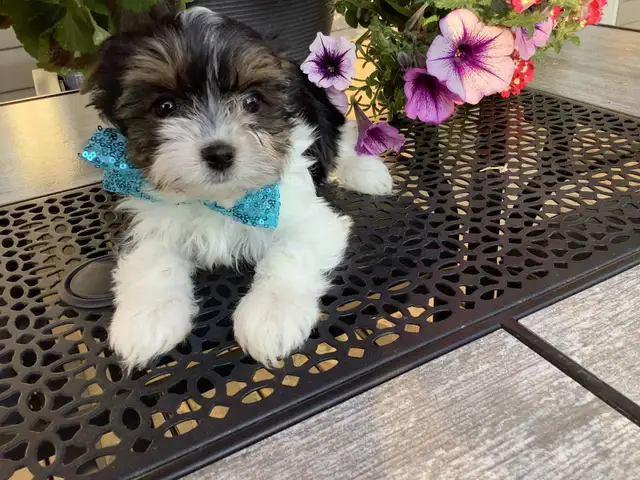 READY NOW YORKSHIRE  BIEWER YORKIE & YORKSHIRE BLACK AND TAN in Dogs & Puppies for Rehoming in Gatineau - Image 5