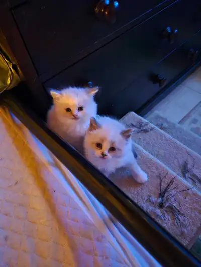 I have 3 ragdoll kittens available -white male (reserved) -white female - (reserved) -grey male - av...
