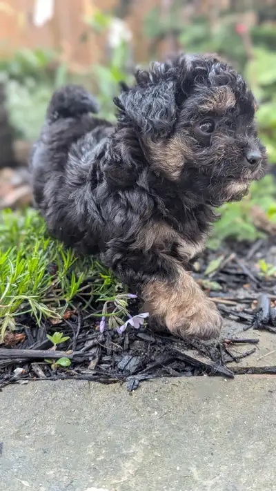 We have 3 adorable tiny/toy poodle puppies available to find their forever homes. These puppies have...