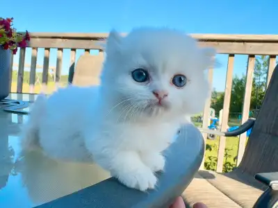 Blue Eyes Rughugger Munchkin Kitten (Boy), View more