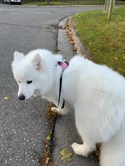 $1,250 dollars EACH! PLEASE READ DESCRIPTION BEFORE CONTACTING!!!! We have Female Samoyed dogs avail...
