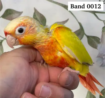 Tame Baby suncheek conure.  Beautiful coloration, View more