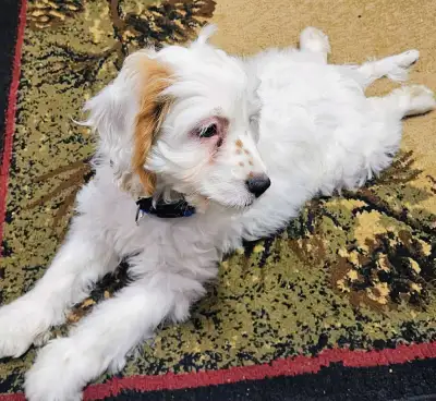 cockapoo puppy, View more