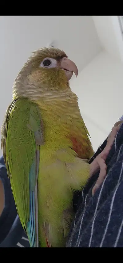 Beautiful Conures I have two cinnamon green cheek conures to be re-homed,they are both 5 months old....