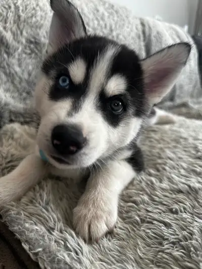 Puppies!!! Siberian husky puppies, View more