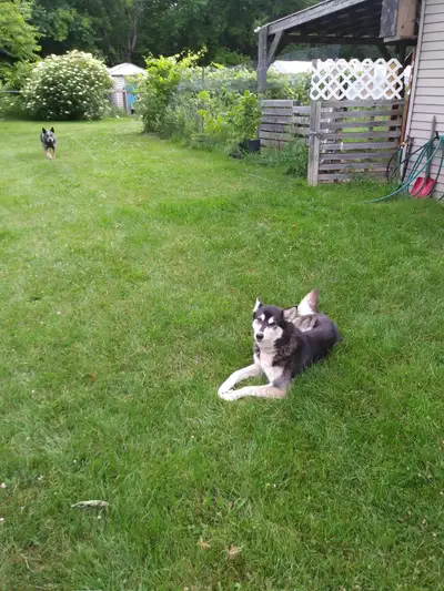 Chien femelle husky, urgent, View more