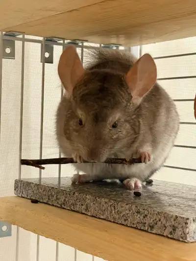 Chinchilla female - 10 months, View more