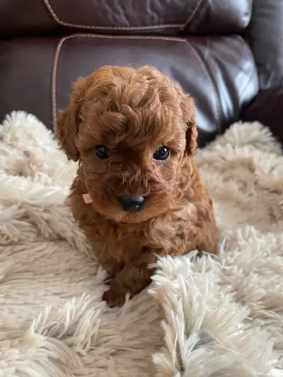 1 Gorgeous Toy/mini Poodle Puppy Girl, View more