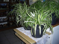 Large spiderplants house plants