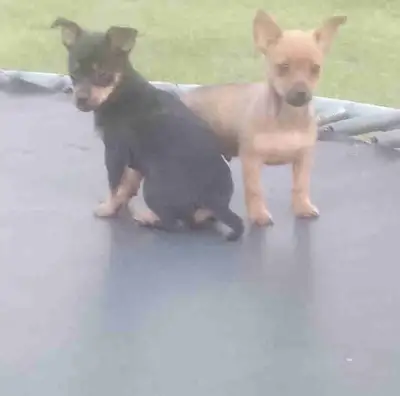  Chihuahua puppies, View more