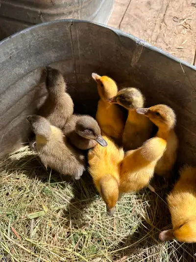 Beautiful Ducklings, three days old! $10 each Text Sage 587-277-7333
