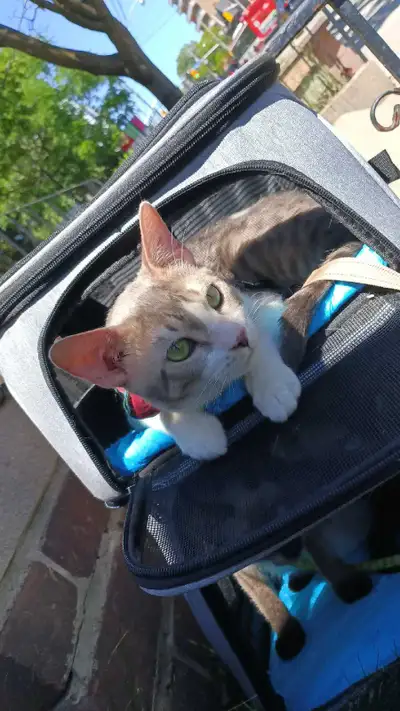 FEMALE BENGAL MIX , View more