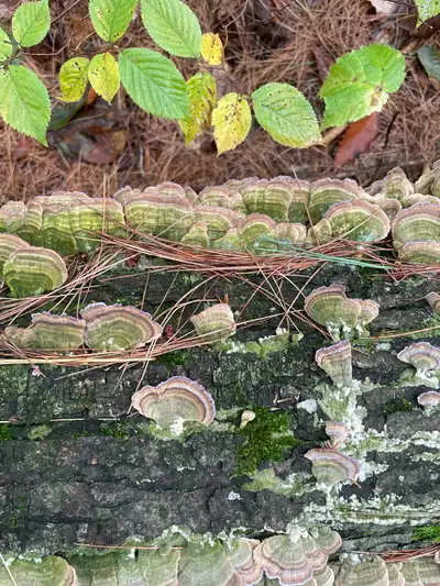 Wild harvested turkeys tales mushrooms available.