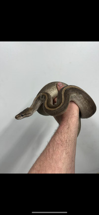 Female ball python 