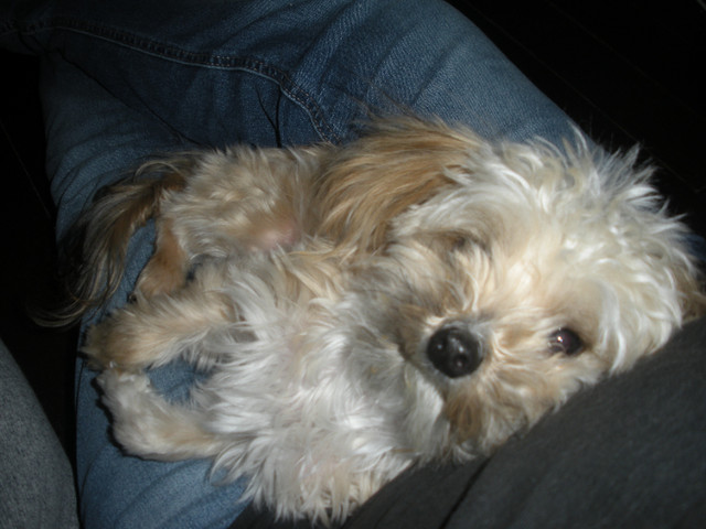 SOLD! Sweet little Morkie, lap dog, 3 lbs in Dogs & Puppies for Rehoming in Edmonton - Image 4