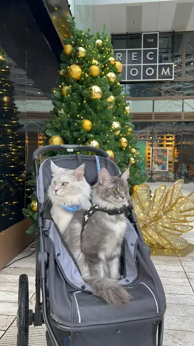 European Purebred male Mainecoon Kitten, View more