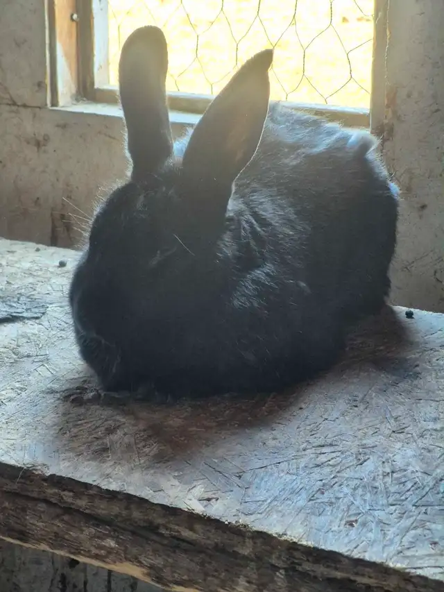 Silver fox rabbits  in Livestock in Cranbrook - Image 4