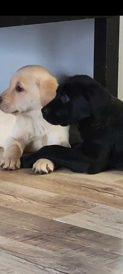 Parents are ckc registered English labs Dad is 110lbs mom is 80lbs excellent hunting dogs or just fa...