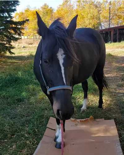 Horse training, colt starting, halter breaking etc, View more
