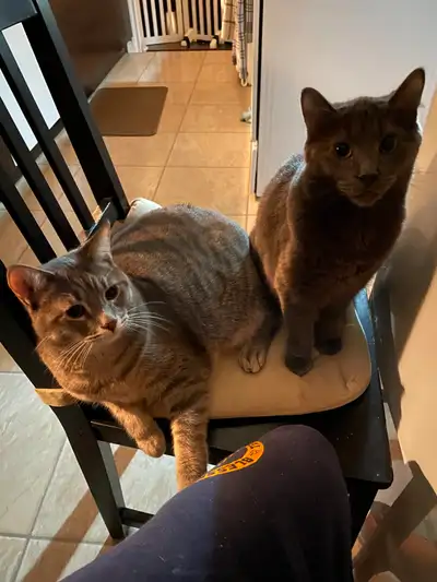 Cats for Rehoming : Nala & Bella – The Sweet-Gentle Bonded Pair, View more