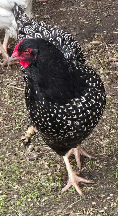 Barnevelder Hen and Rooster, View more