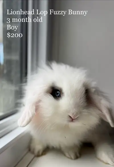 Bunnies available , View more