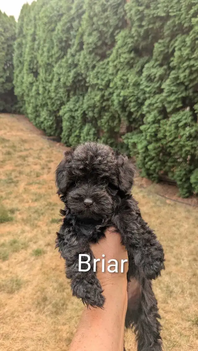 Mini Sheepadoodle Puppies in Dogs & Puppies for Rehoming in Vernon - Image 4
