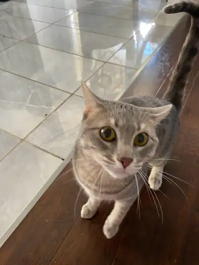 F2 Savannah Cat for sale, View more