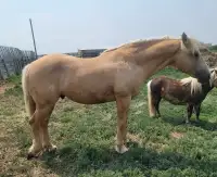 AQHA stallion standing at stud