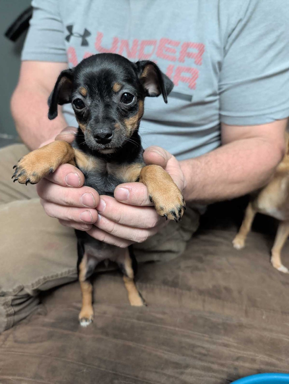 mini Pincher chichucha mix (chipin) | Dogs & Puppies for Rehoming ...