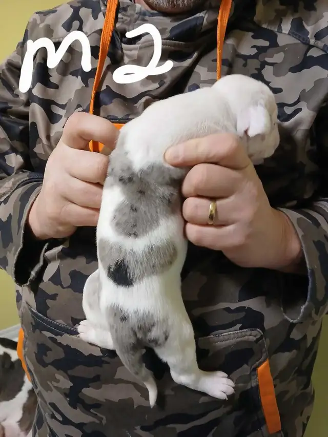 American bulldog puppies  in Dogs & Puppies for Rehoming in Fredericton - Image 7