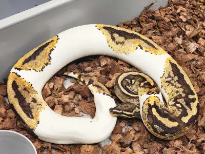 Adult Ball Python Sale!, View more