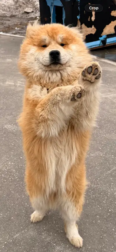 beautiful Chow chow with low price, View more