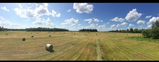 Limited Supply of Round Hay Bales for sale in Miramichi  in Other in Miramichi