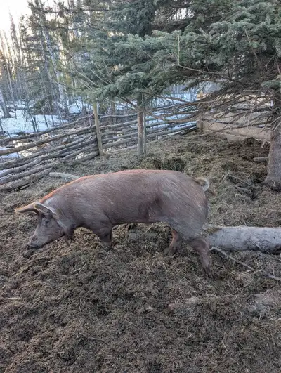 Tamworth Boar for sale., View more
