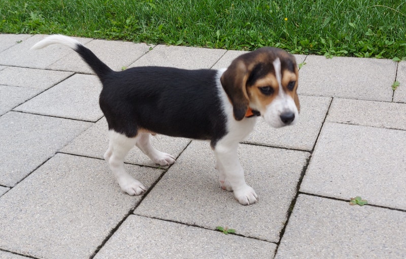 Beagle puppy Dogs & Puppies for Rehoming City of Toronto Kijiji