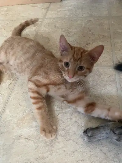 Kitten for adoption, View more