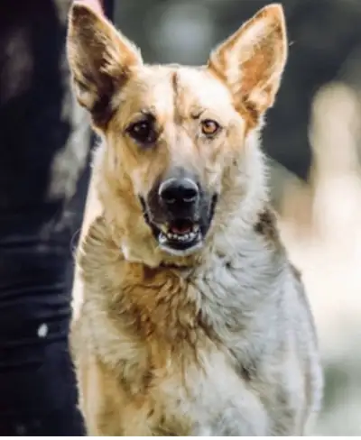 Female German Shepherd , View more