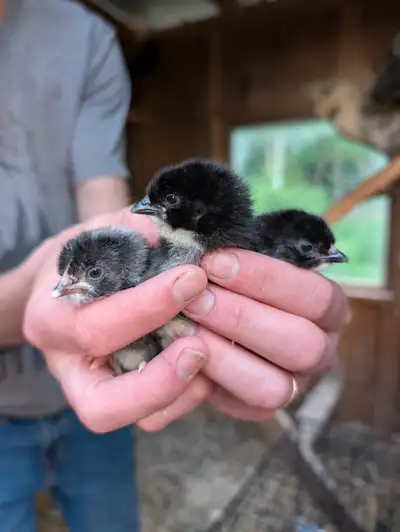 Mixed heritage breed chicks, View more